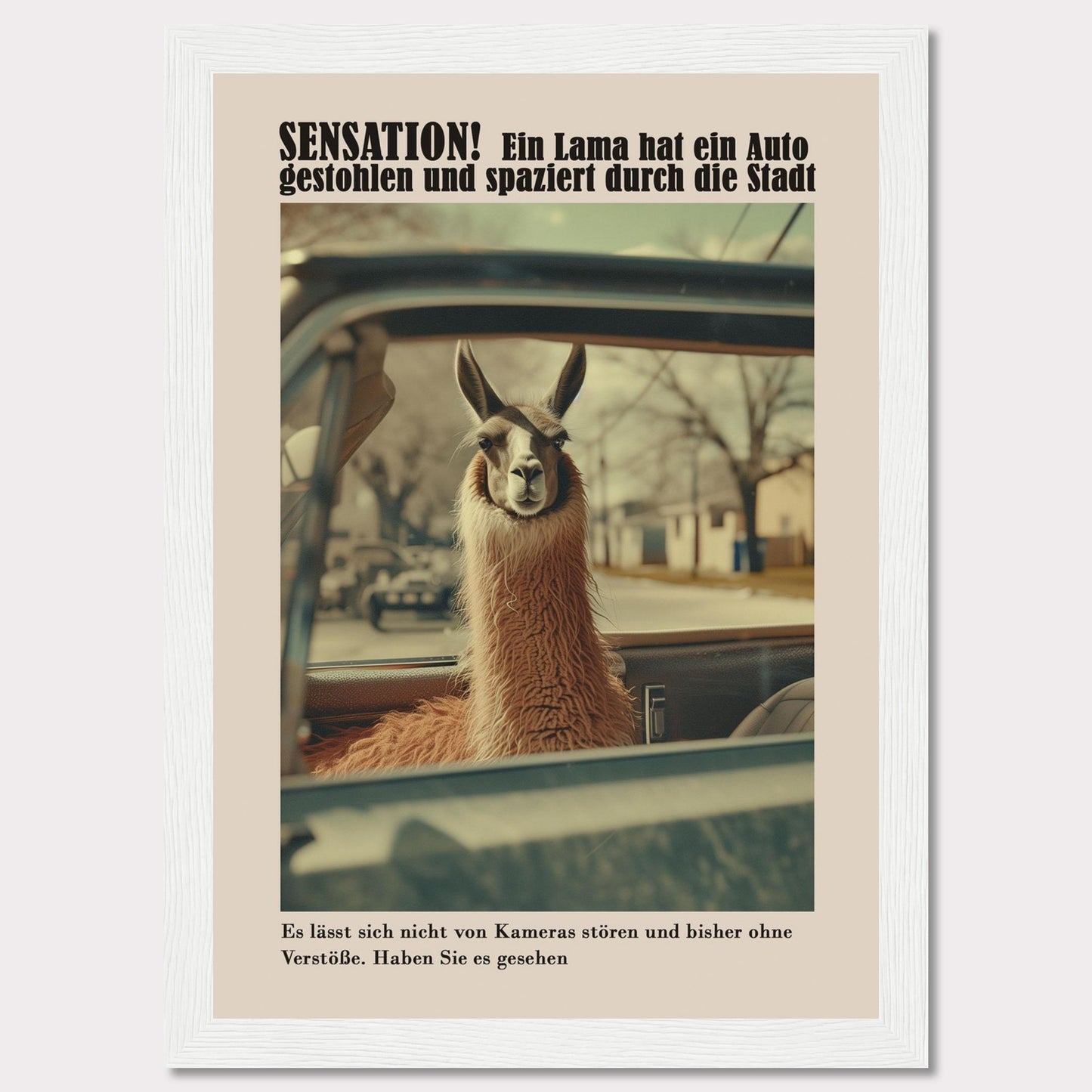 SENSATION! A llama has stolen a car and is strolling through the city.  It is not bothered by cameras and so far has committed no offenses. Have you seen it?