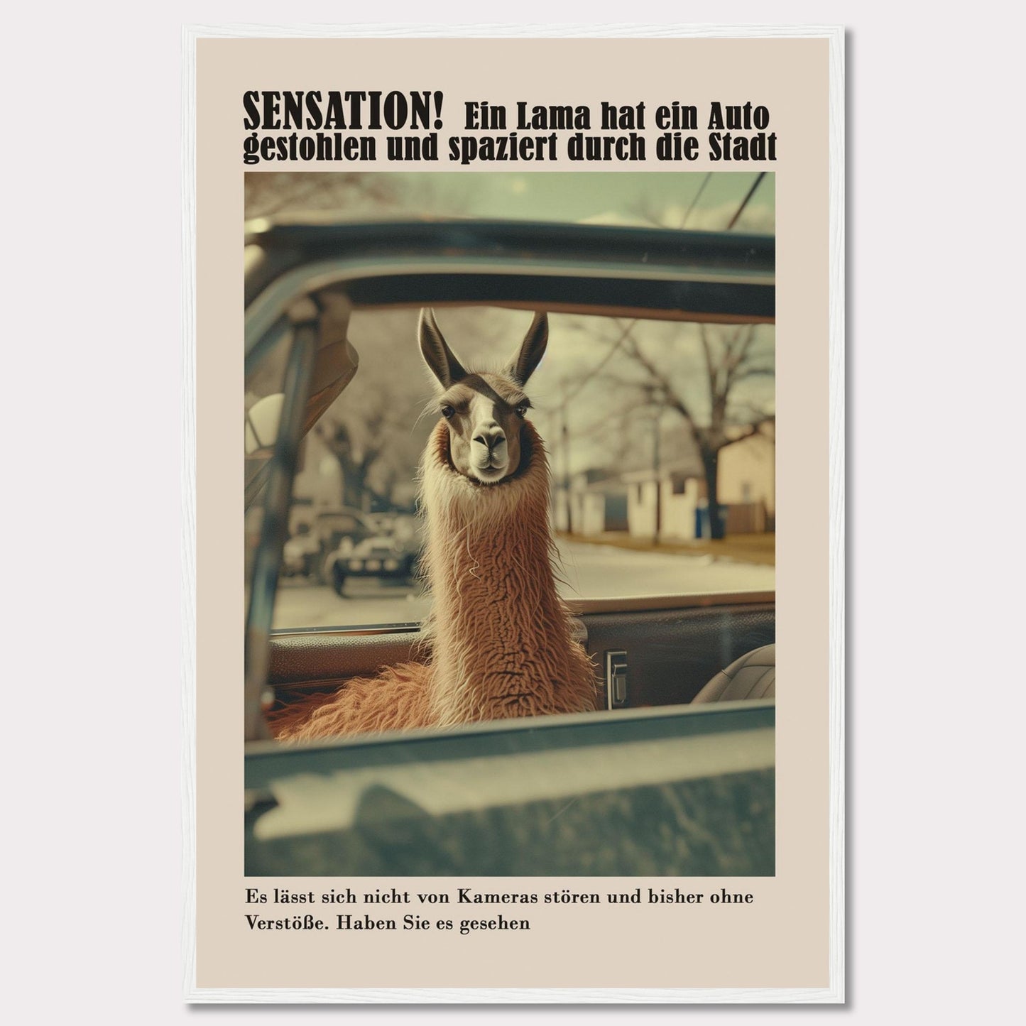 SENSATION! A llama has stolen a car and is strolling through the city.  It is not bothered by cameras and so far has committed no offenses. Have you seen it?