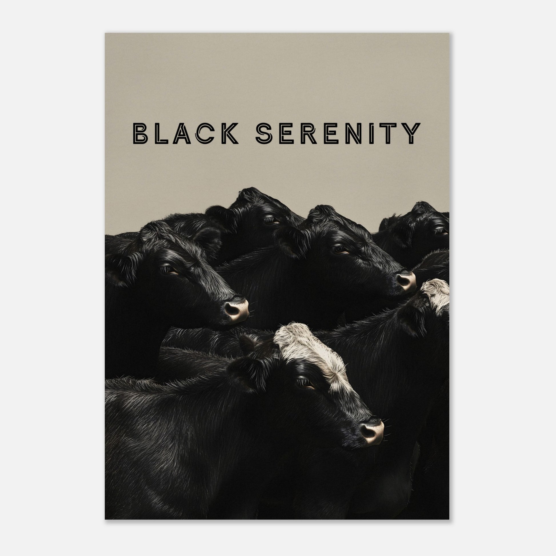 This image showcases a serene group of black cows, with one cow featuring a distinctive white marking on its head. The title "BLACK SERENITY" is prominently displayed at the top, emphasizing the calm and peaceful nature of the scene.