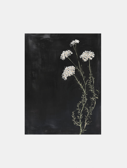 Yarrow on a black background Poster - ArtDarts poster