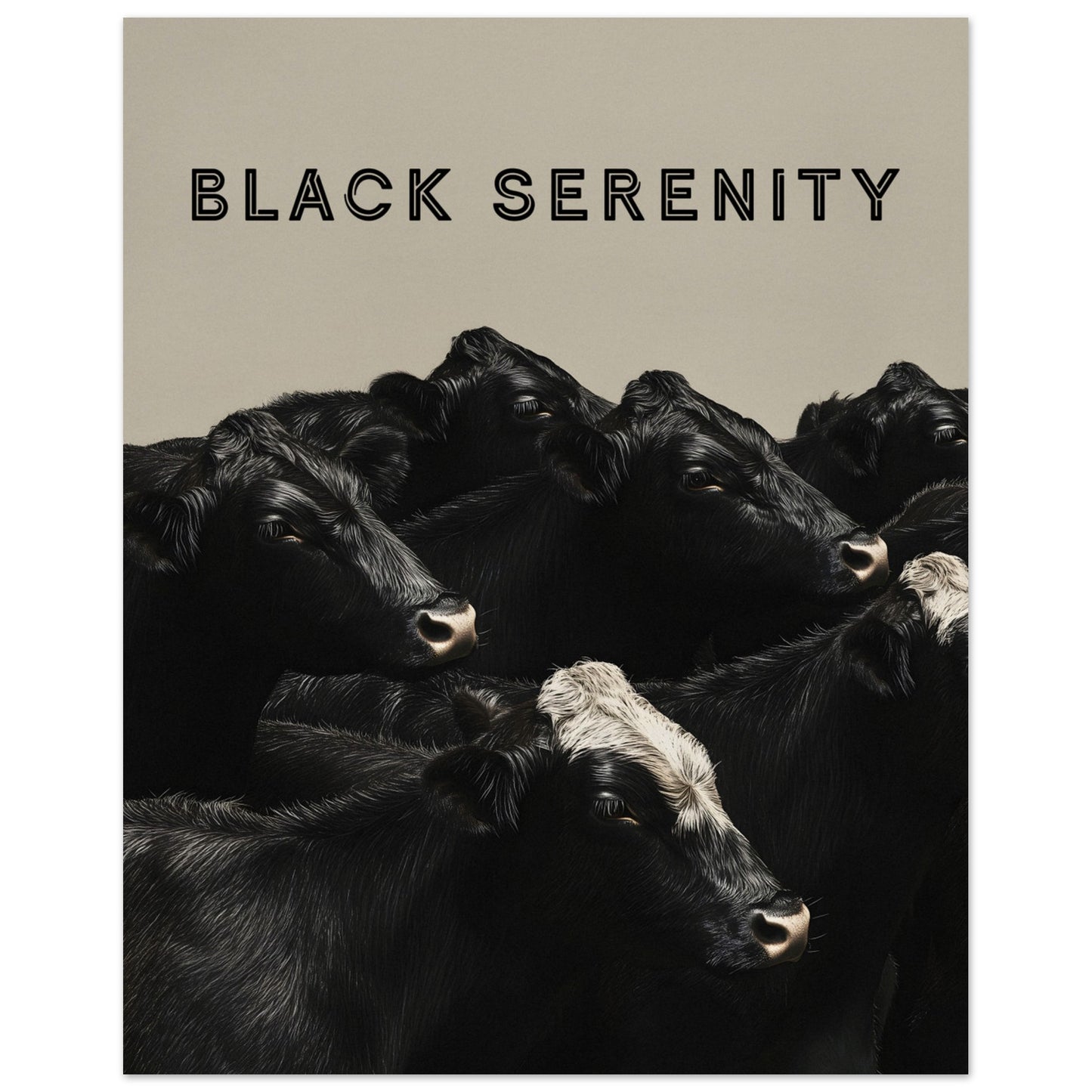 This image showcases a serene group of black cows, with one cow featuring a distinctive white marking on its head. The title "BLACK SERENITY" is prominently displayed at the top, emphasizing the calm and peaceful nature of the scene.