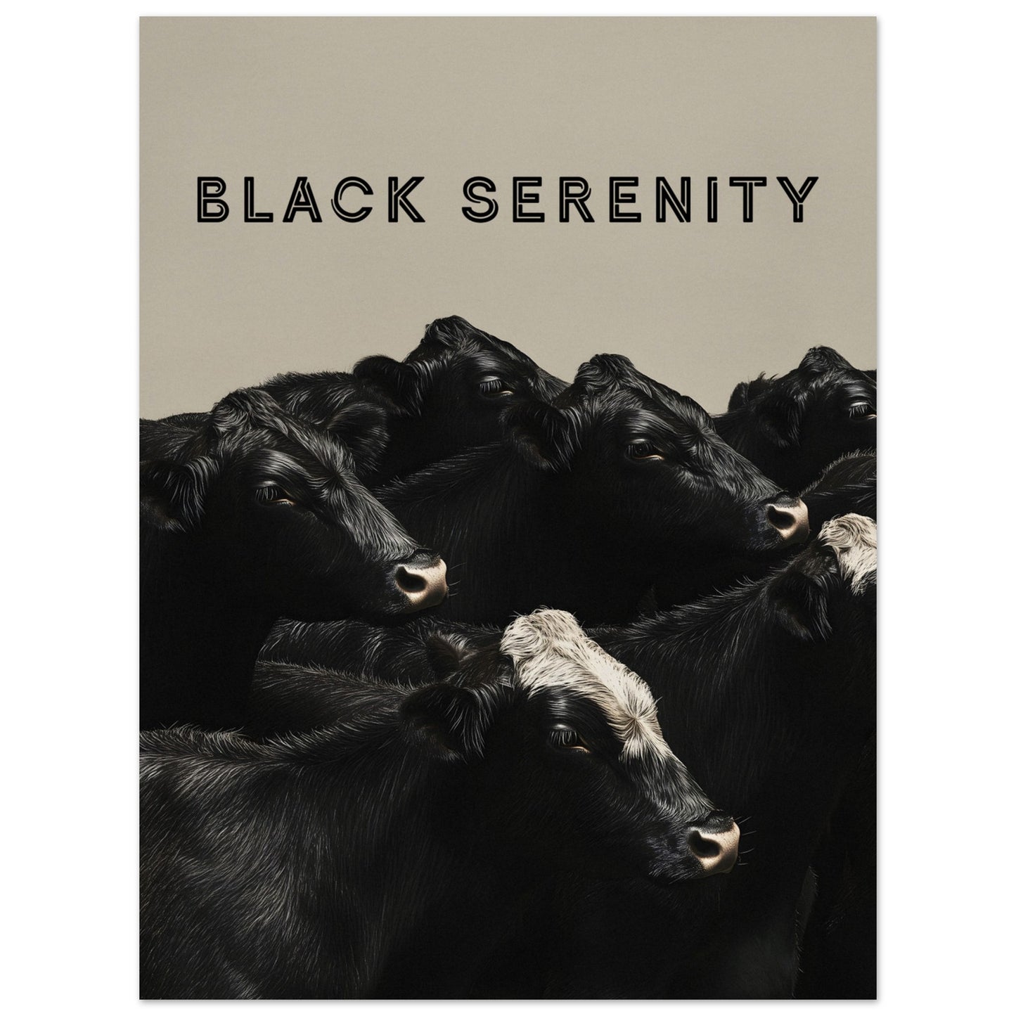 This image showcases a serene group of black cows, with one cow featuring a distinctive white marking on its head. The title "BLACK SERENITY" is prominently displayed at the top, emphasizing the calm and peaceful nature of the scene.