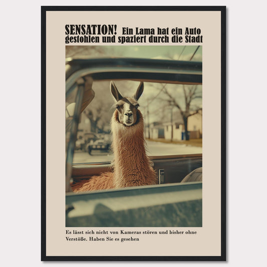 SENSATION! A llama has stolen a car and is strolling through the city.  It is not bothered by cameras and so far has committed no offenses. Have you seen it?