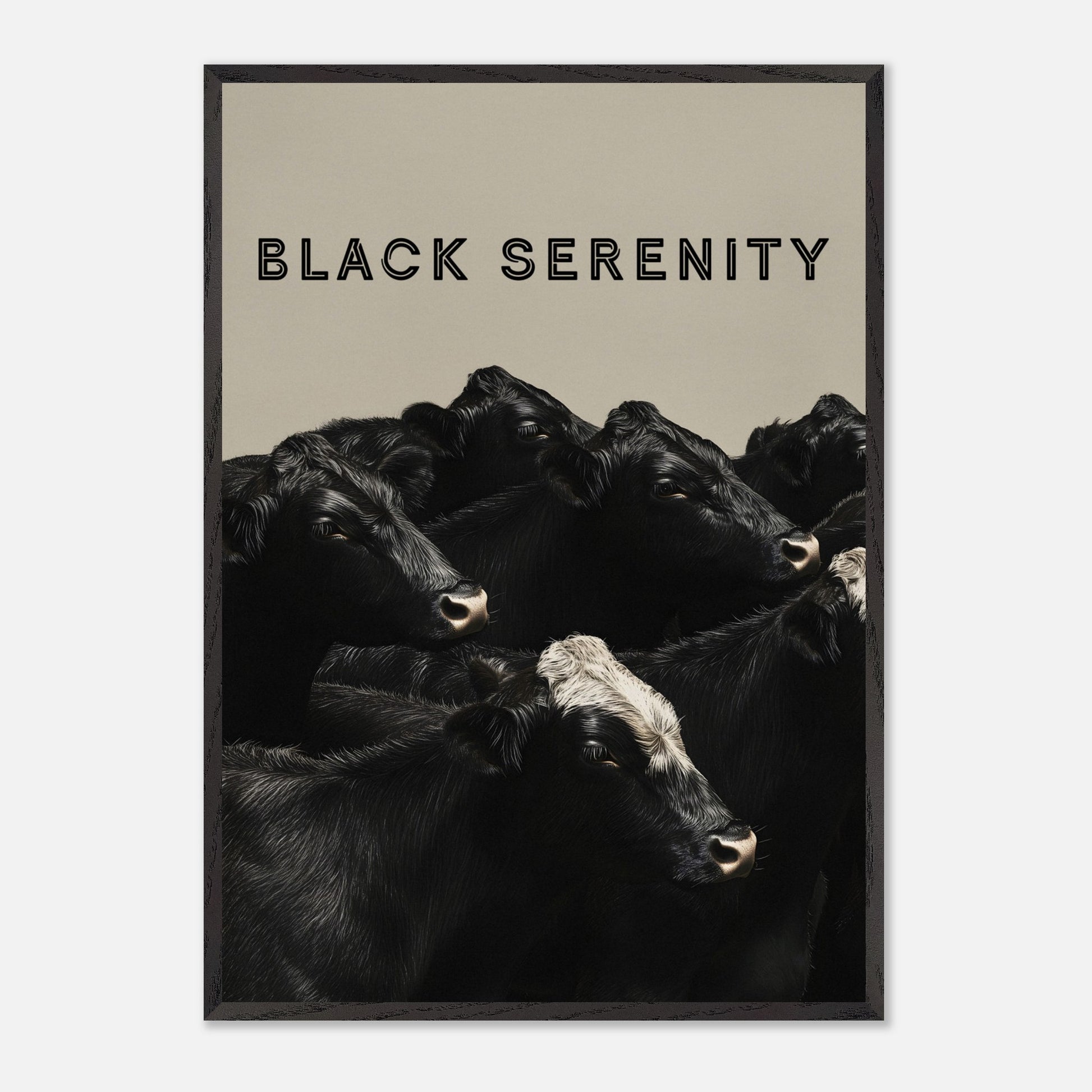 This image showcases a serene group of black cows, with one cow featuring a distinctive white marking on its head. The title "BLACK SERENITY" is prominently displayed at the top, emphasizing the calm and peaceful nature of the scene.