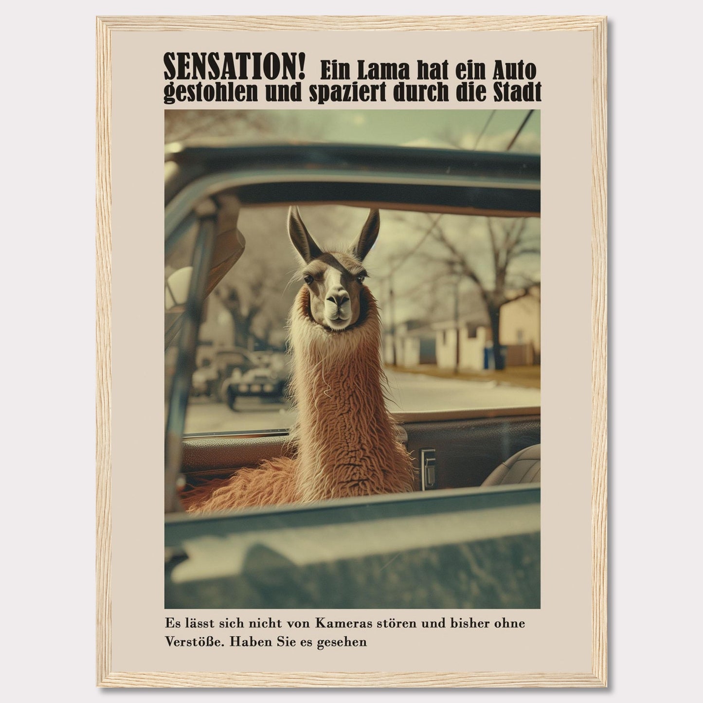 SENSATION! A llama has stolen a car and is strolling through the city.  It is not bothered by cameras and so far has committed no offenses. Have you seen it?