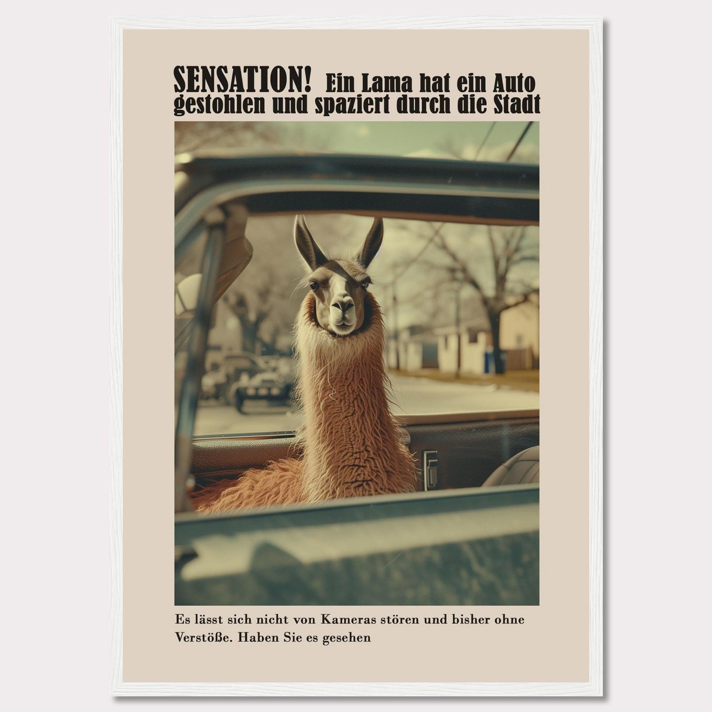 SENSATION! A llama has stolen a car and is strolling through the city.  It is not bothered by cameras and so far has committed no offenses. Have you seen it?