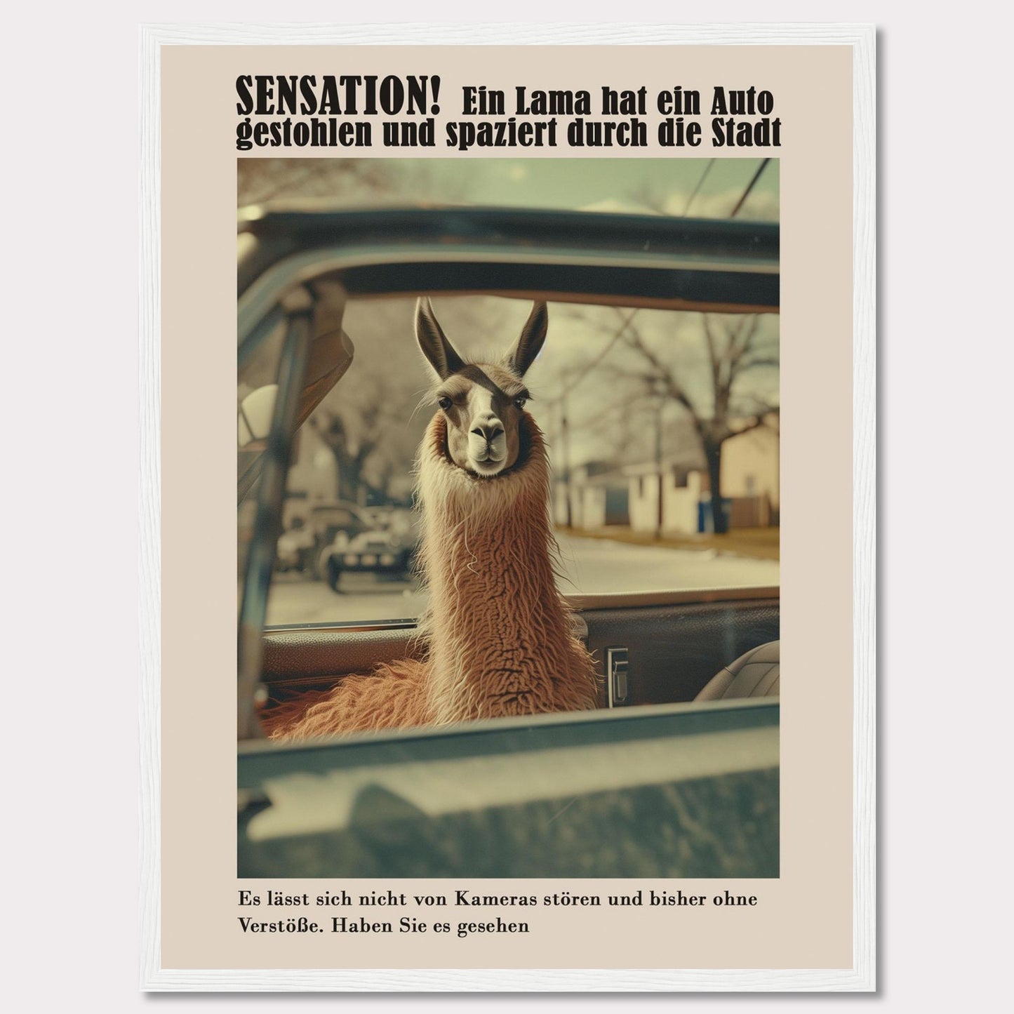 SENSATION! A llama has stolen a car and is strolling through the city.  It is not bothered by cameras and so far has committed no offenses. Have you seen it?